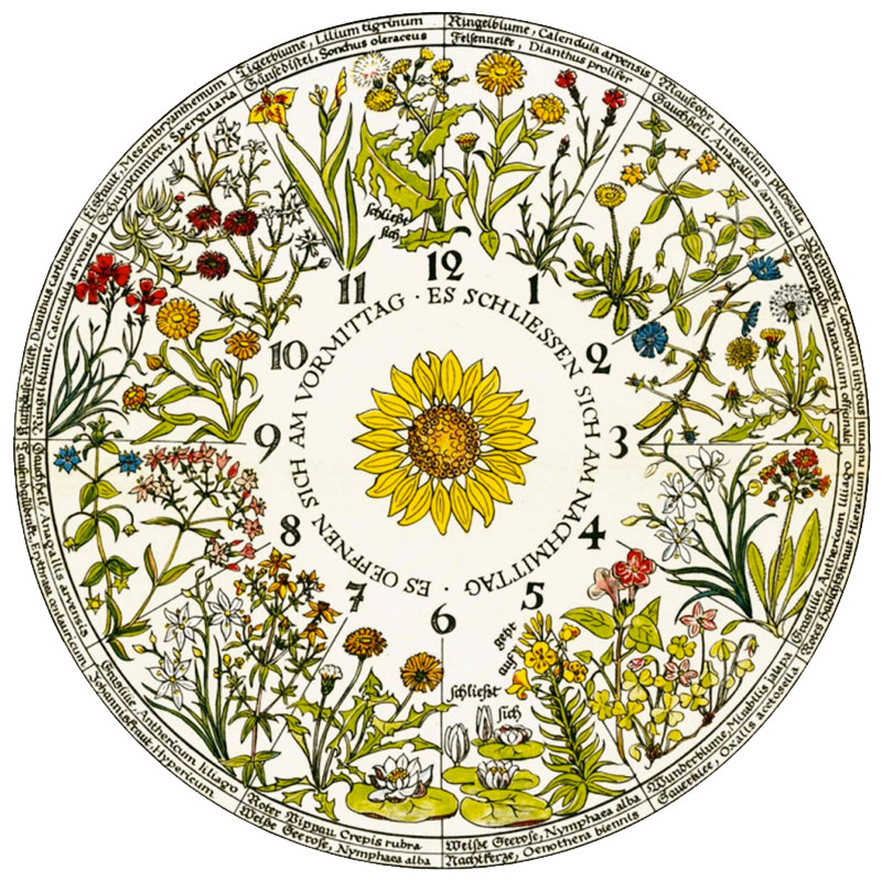 Linnaeus's Flower Clock