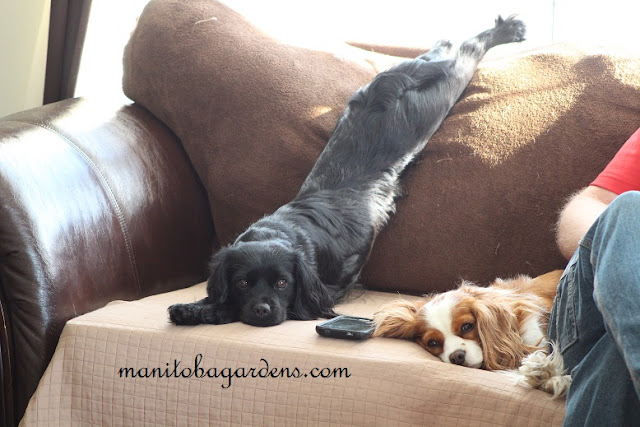 Saturday Snapshot, It's Dog's Life Dog's enjoying Saturday morning on the couch