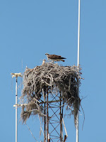 Osprey Osprey