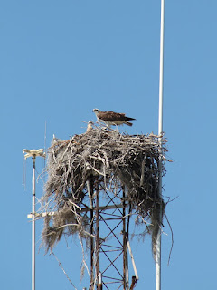 Osprey Osprey