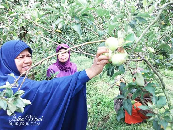 Petik Apel di Kusuma Agrowisata-Batu