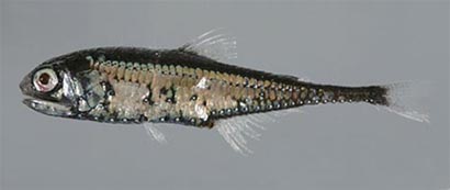 Portal Fish Picture: Deep Sea Lanternfish