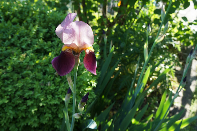 Iris