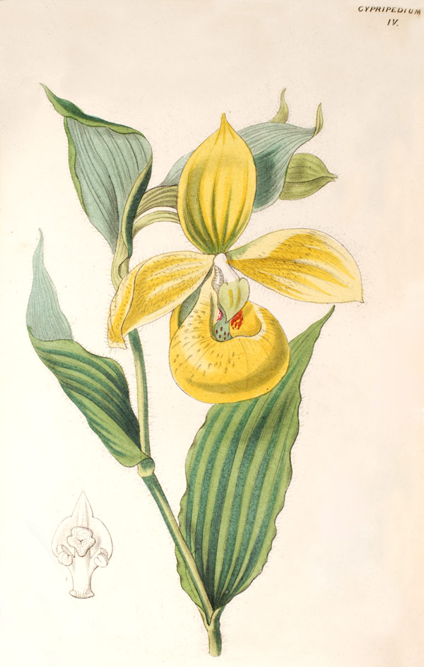 Cypripedium irapeanum