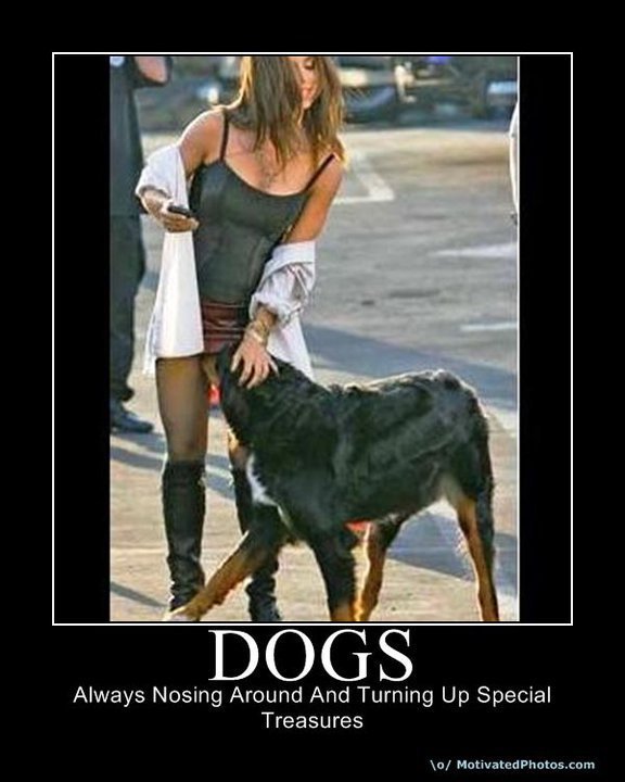 Funny Pictures Animals Funny Pictures Animals