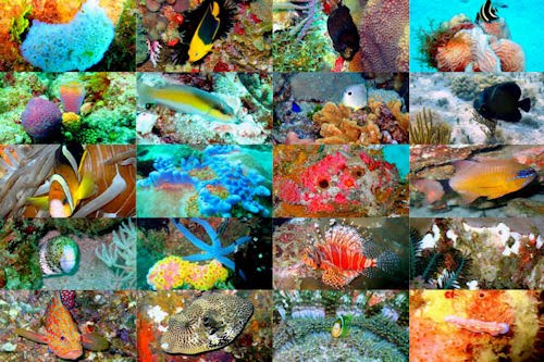 Viaje al fondo del mar I (peces, corales y arrecifes)