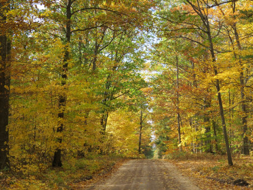 dirt road with a tunnel of yellow autumn trees