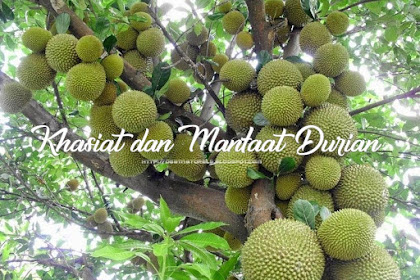 19 Khasiat Dan Manfaat Terbaik Buah Durian