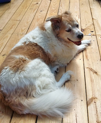 Max, our Great Pyrenees Great Pyrenees lounging in the sun.