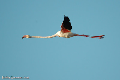 Flamenc (Phoenicopterus roseus)