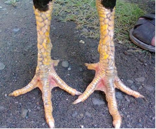 Ayam Bangkok Top: Contoh Champion Si Cobra