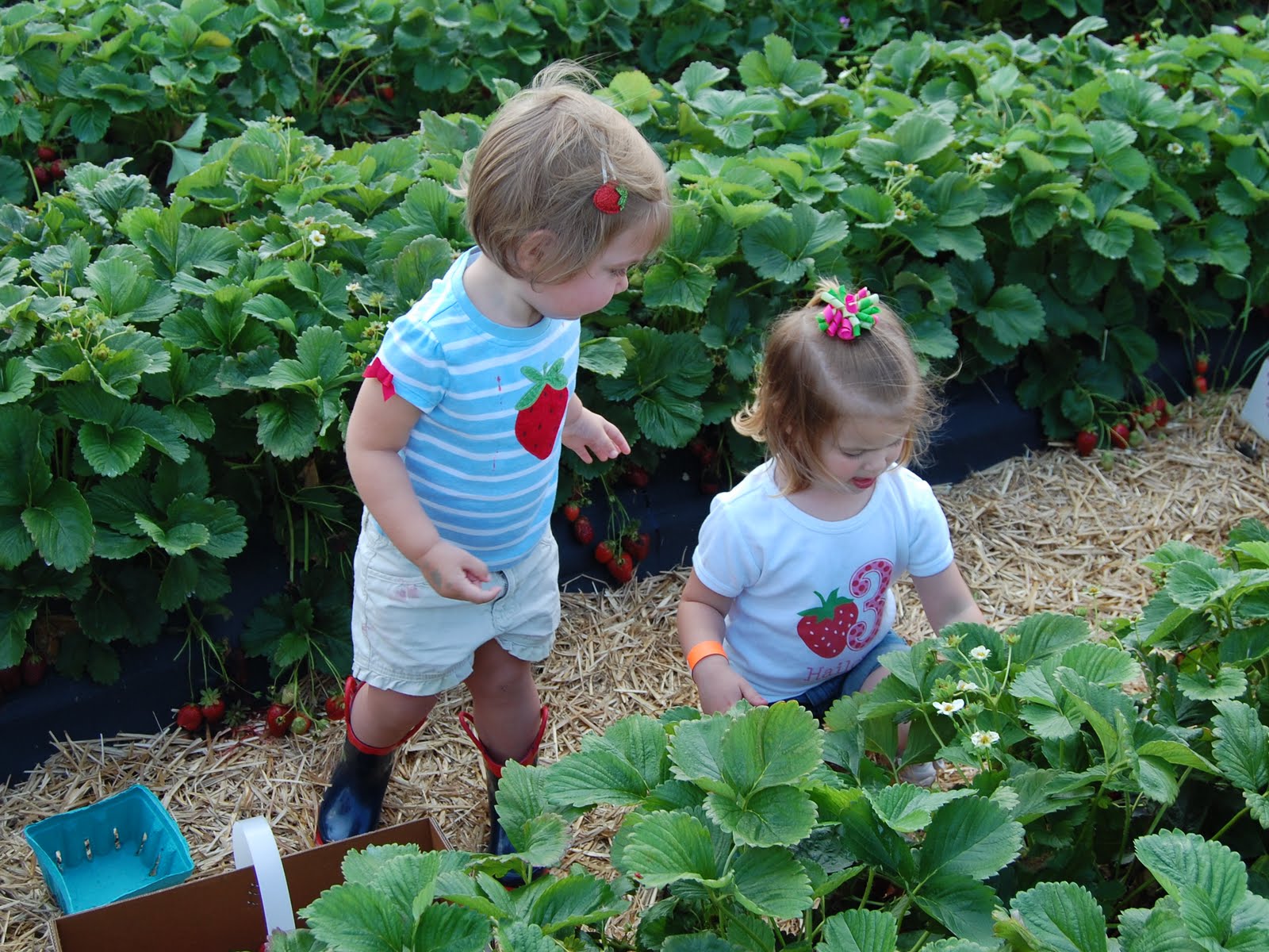 The Farmer Family Strawberry Picking at Chesterfield Berry Farm