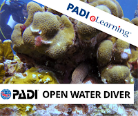 http://www.thedivebus.com/learn/start-diving/padi-open-water-diver-course/