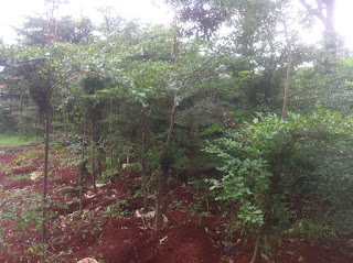 JUAL POHON PELINDUNG,JUAL BIBIT POHON PELINDUNG Jual Pohon Ketang Kencana,Jual Pohon Glodogan Tiang,Jual Pohon Biola Cantik,Jual Pohon Trembesi,Pohon Tabebuya