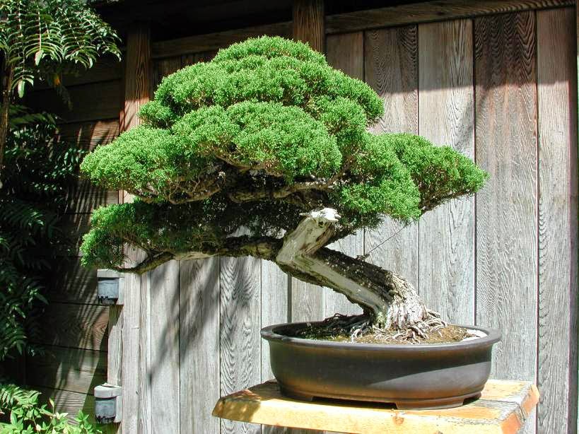 Home And Garden How To Take Care of Bonsai Tree