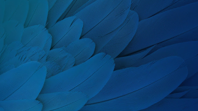 Description: Free Feathers Moto X Play Stock Creative & Graphics wallpaper.