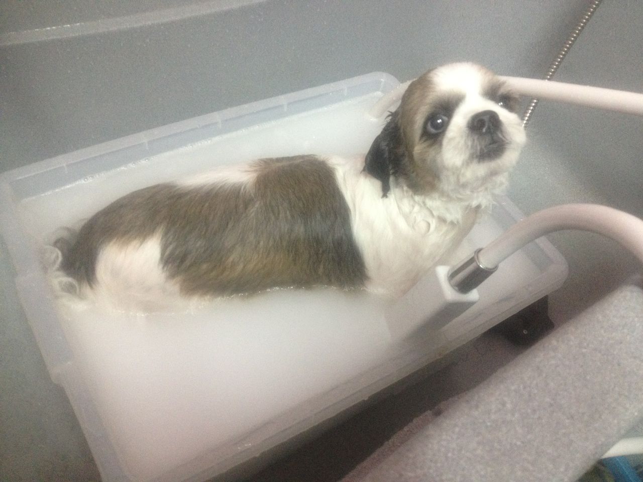 AUNTY ROSE PET GROOMING