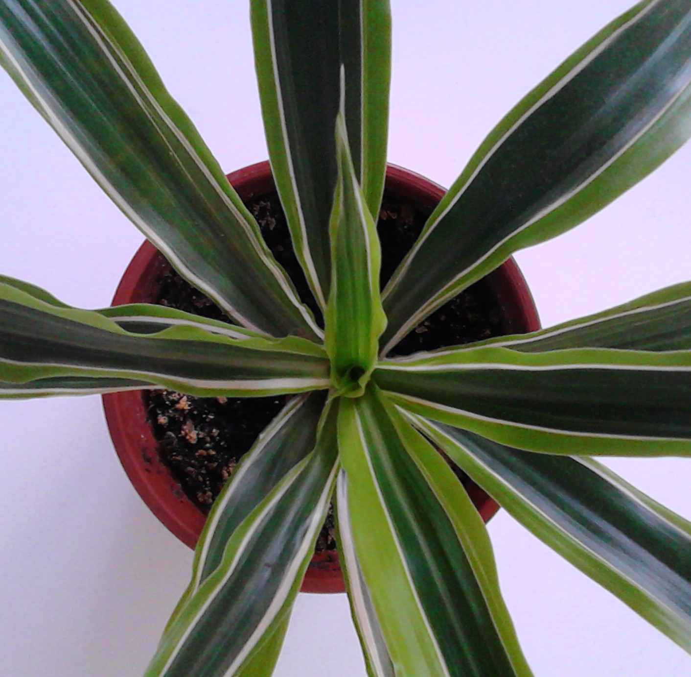LA VENTANA DE JAVIRULI PLANTAS DE