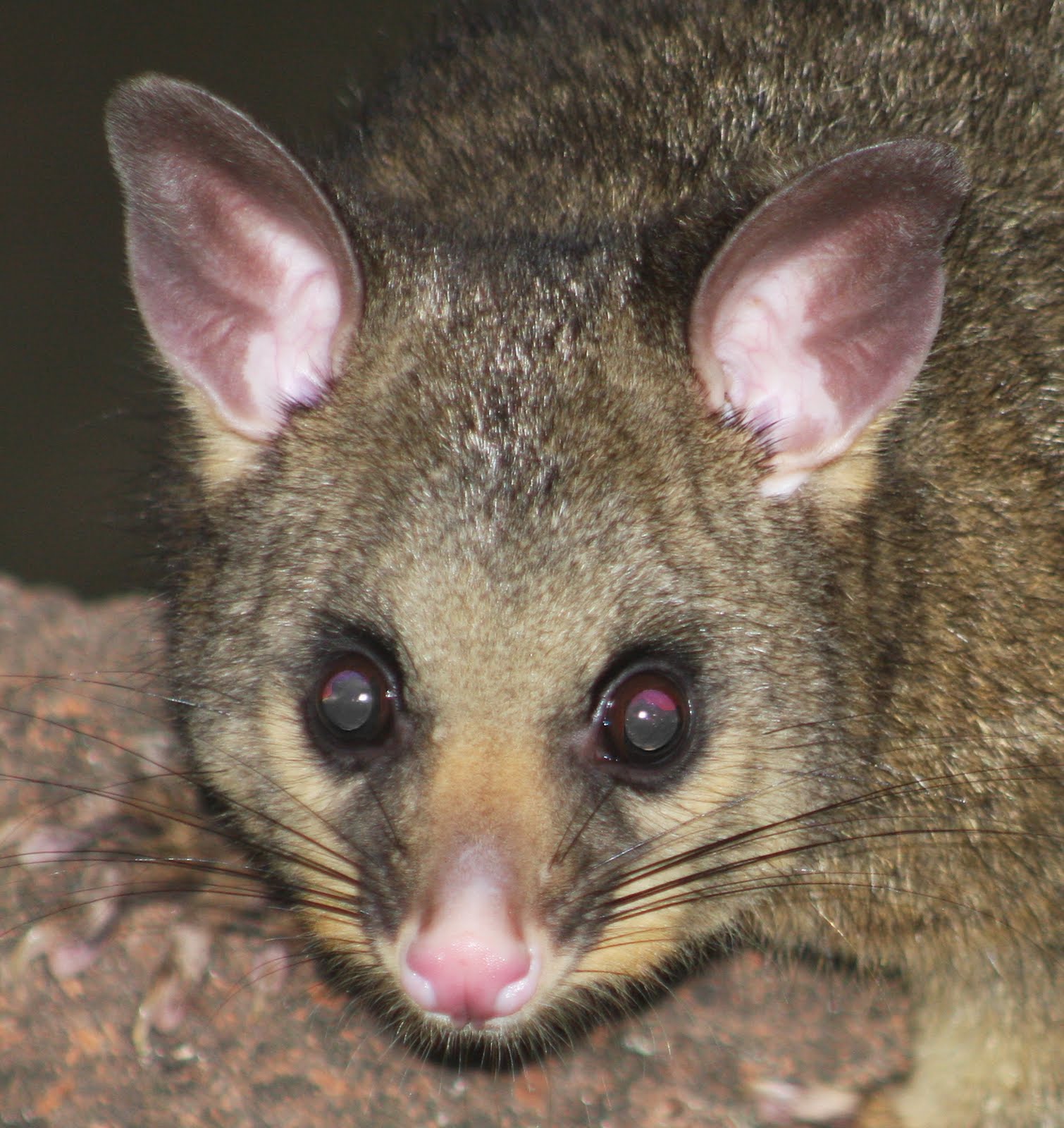 A Scattering of Thoughts...... Possums are something that happen when