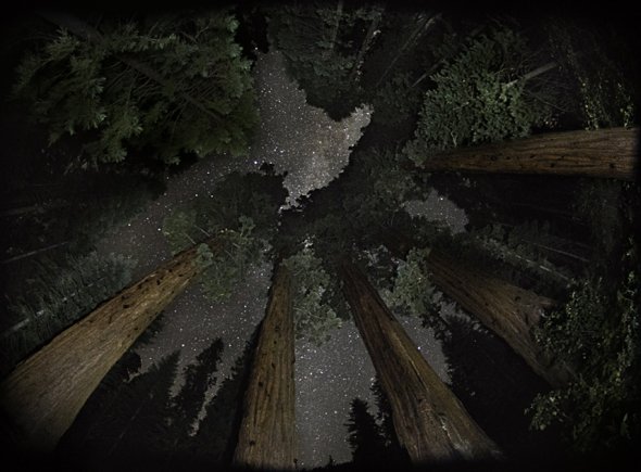 Antigas árvores sob o céu noturno estrelado nas lindas fotografias de Beth Moon Beth Moon fotografia natureza diamond nights árvores céu noturno estrelas