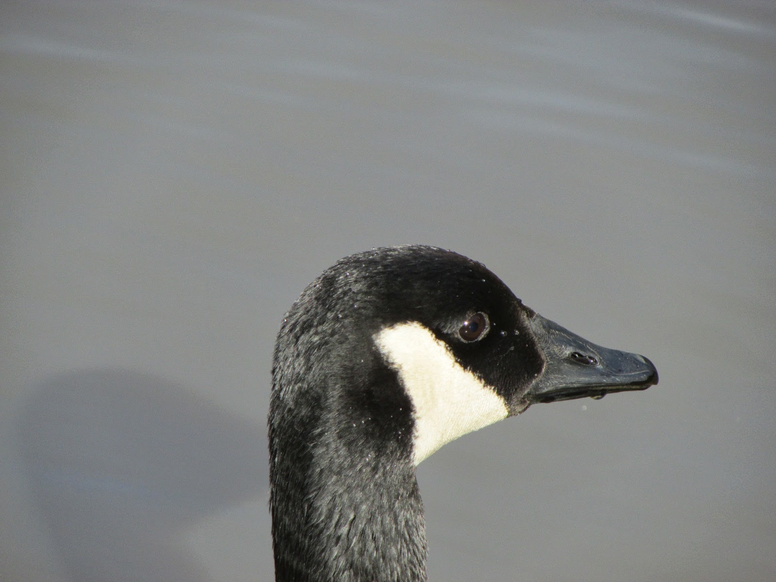 Love For His People Charlotte NC in March 2014 birds, turtles