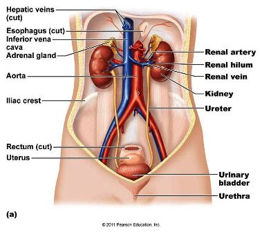 anatomi urogenitalia anatomi urogenitalia