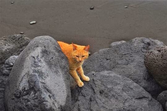 playa gato