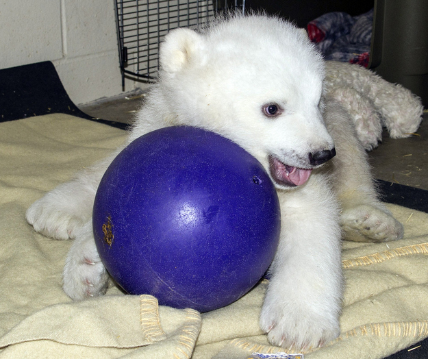 Orphaned Polar Bear
