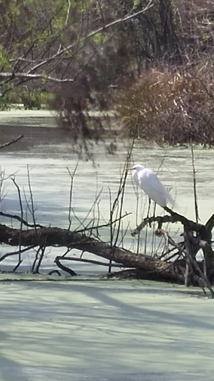 Where in the USA RV? Betty's RV Park, Abbeville, Louisiana