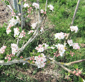 Apple blossom IRISH PEACH