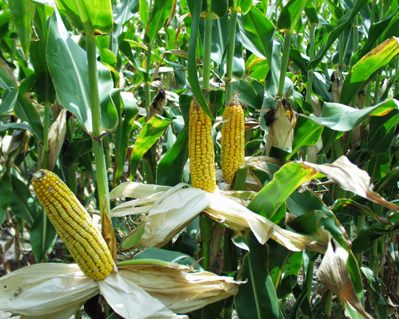 MAIZE ZEA MAYS PDF DOWNLOAD MAIZE ZEA MAYS PDF DOWNLOAD