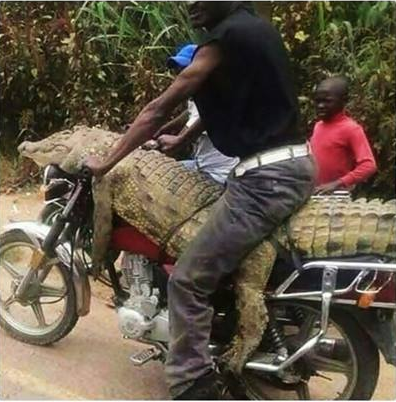 man sits live crocodile