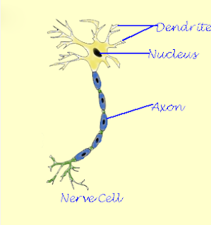 Neurons function image