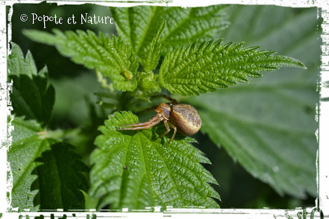 © Popote et Nature