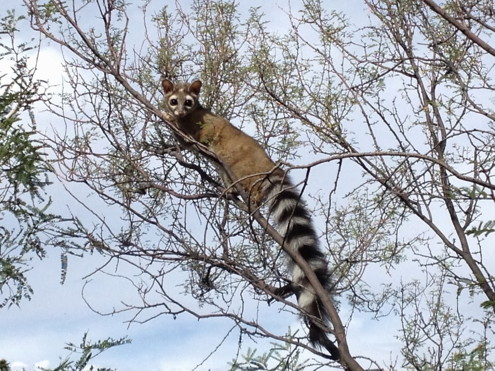 Mr. Pack Rat: Do you know the official Arizona State mammal?