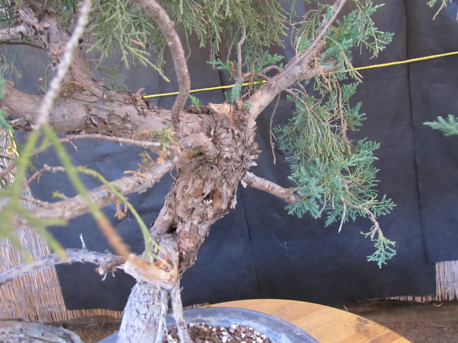 bonsaibp's bonsai blog Long term Juniper projectpart two