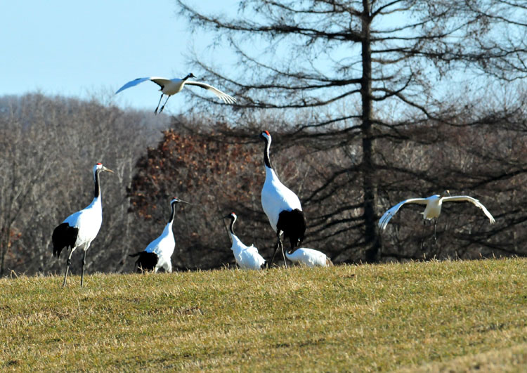 What Wonderful Travels in Hokkaido, JAPAN! Okubiwase Wild Bird Park