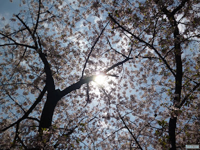 櫻宮神社の桜 櫻宮神社の桜