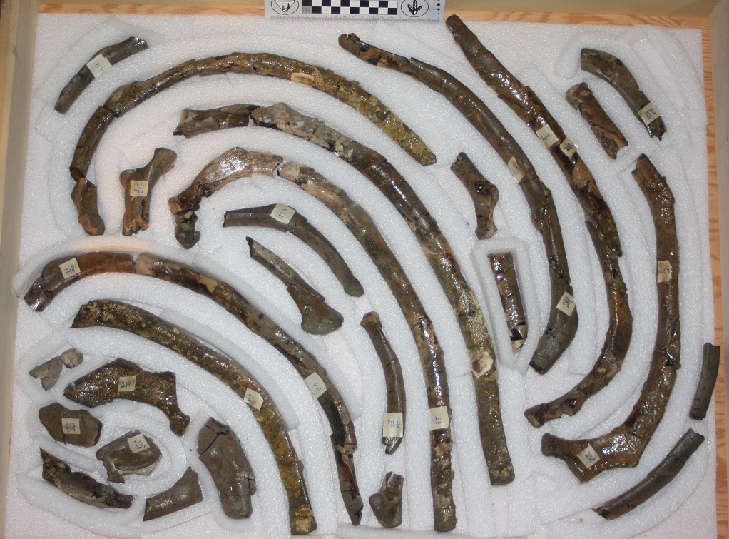 The Coastal Paleontologist US Research trip part 3 and 1/2 fossil