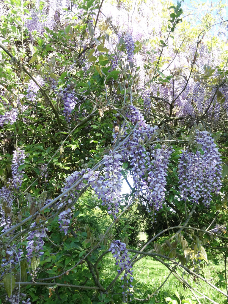 princessgreeneye GlyzinienPracht und PergolenGlück...............