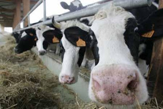 Αφλατοξίνη σε νωπό αγελαδινό γάλα - Σε συναγερμό οι Κτηνιατρικές Υπηρεσίες