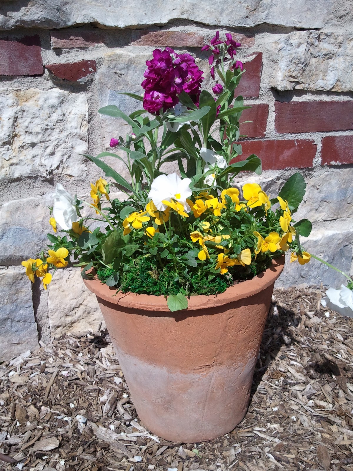 Lets Grow Cool Weather Annuals