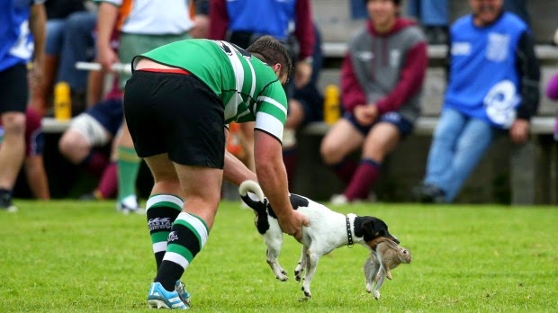 Dog catches a rabbit hare during rugby match.