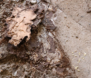 Maggots under the hardwood Maggots under the hardwood