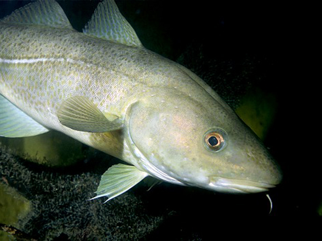 Biologia Paralela O QUE, BACALHAU NÃO