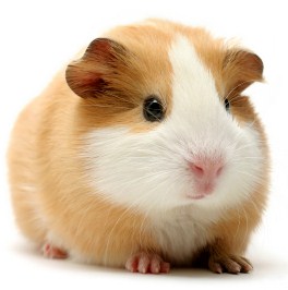 guinea pig stream kinox guinea pig stream kinox