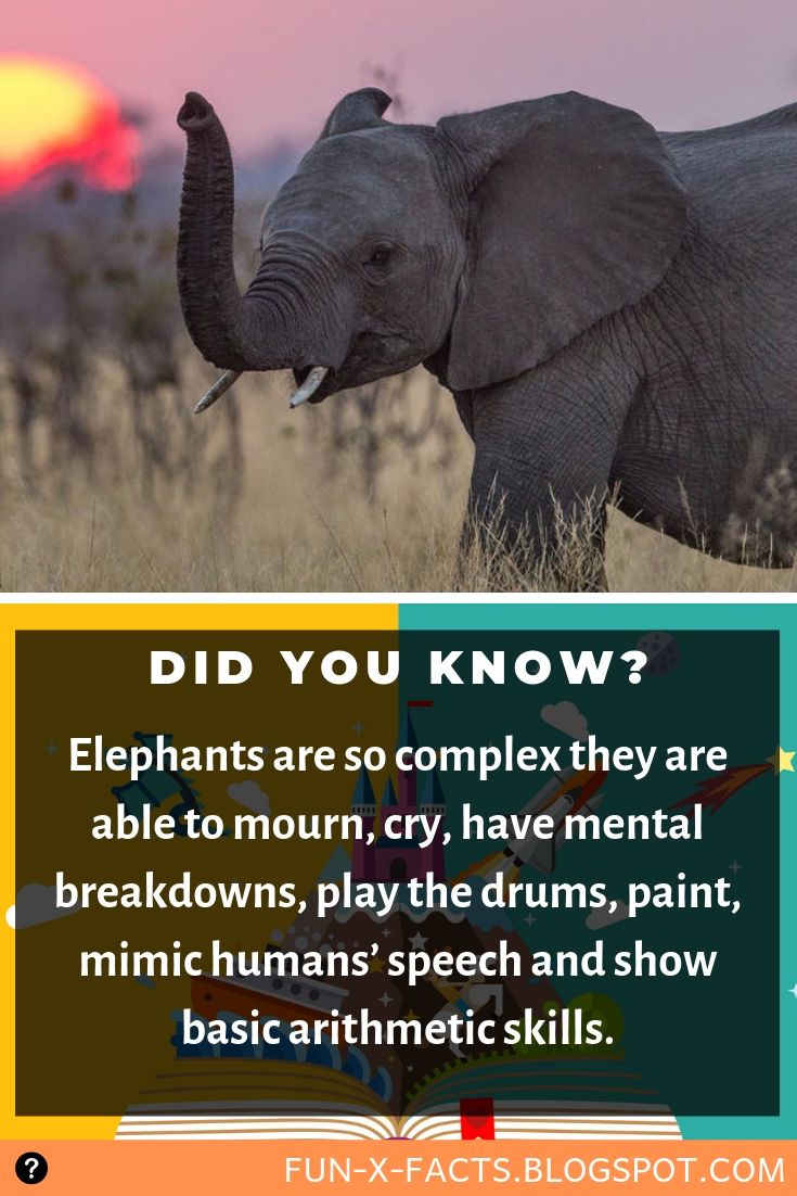 Interesting Fun Fact About Elephants You Probably Didn't Know Amazing
