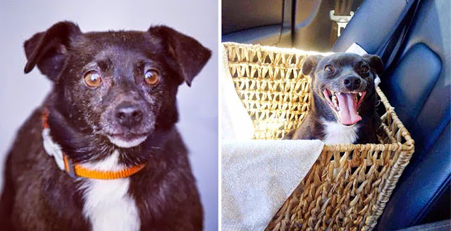 Fotos de mascotas un día antes y después de ser adoptadas