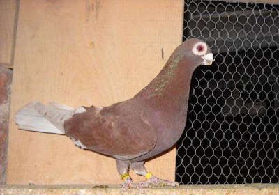 Ostrowiec Wattle Pigeon Ostrowietzer Warzentaube
