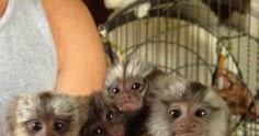 Finger Monkey or Pygmy Marmoset for sale: Finger Monkey for Sale
